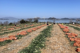 전남도, 양파 수급안정 위한 소비촉진 캠페인