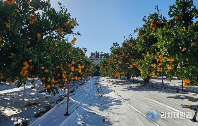 감귤농사 토양피복재