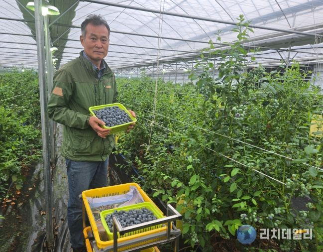 영동군, 하우스 블루베리 첫 출하