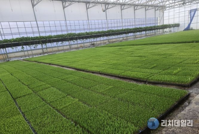 충주시, 벼 파종 앞두고 종자 관리·병해 예방 당부