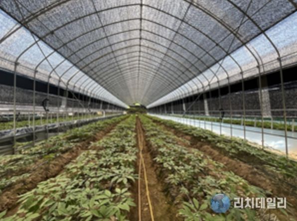 대형 터널하우스