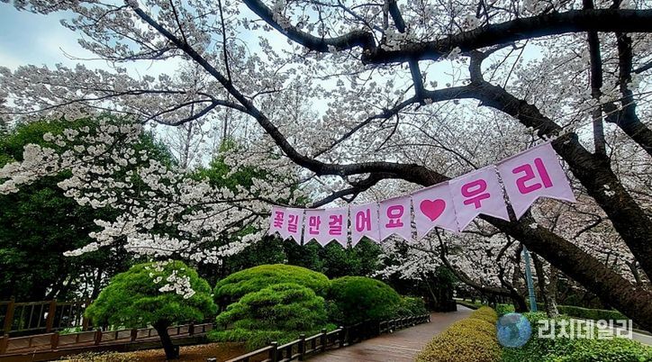 광양시, 매화 이어 벚꽃·동백…봄꽃 릴레이 시작(금호동 벚꽃)