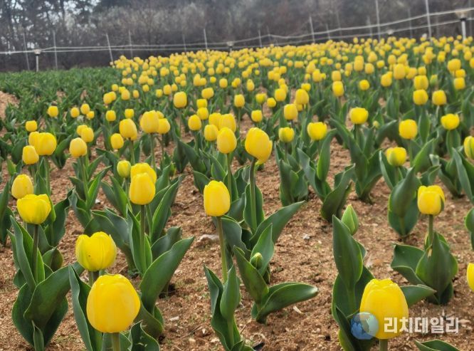 익산 신흥공원에 찾아온 봄