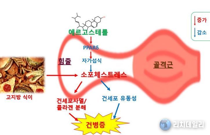 에르고스테롤의 건병증 억제 효과