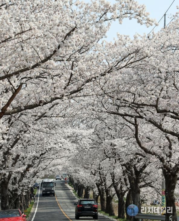 ..전국 러너 맞이 벚꽃마라톤대회 개최