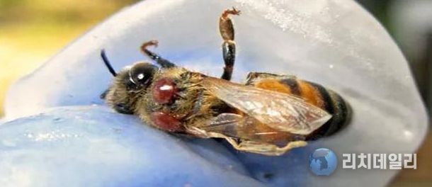 봄철 ‘꿀벌응애류’ 집중 방제 추진