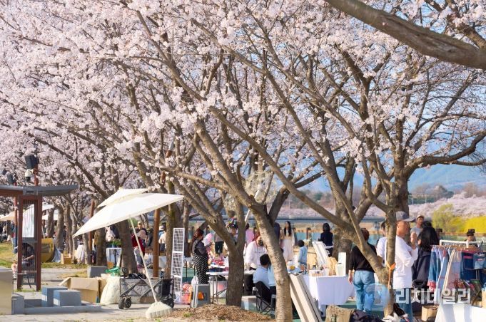 2026 제4회 구례300리 벚꽃축제