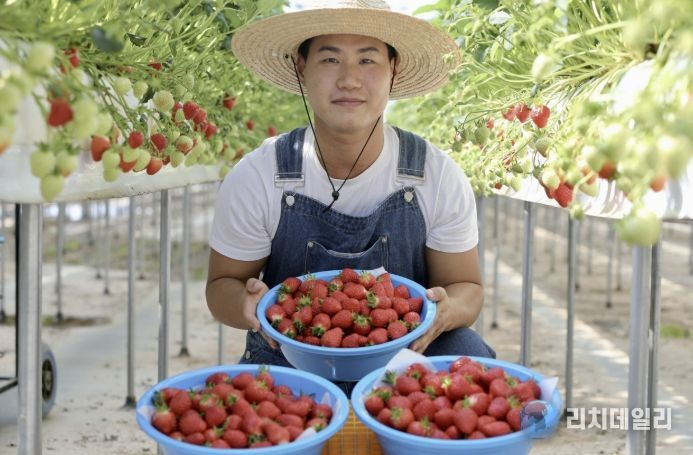 청년농업인 딸기 수확 사진