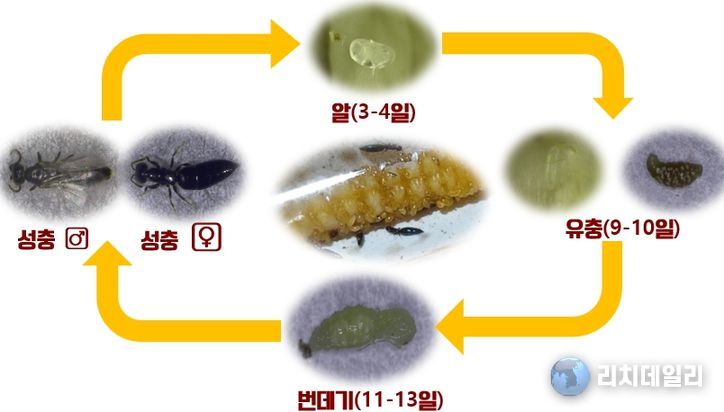 하늘소 유충 천적 ‘개미침벌’ 대량 사육 길 열렸다