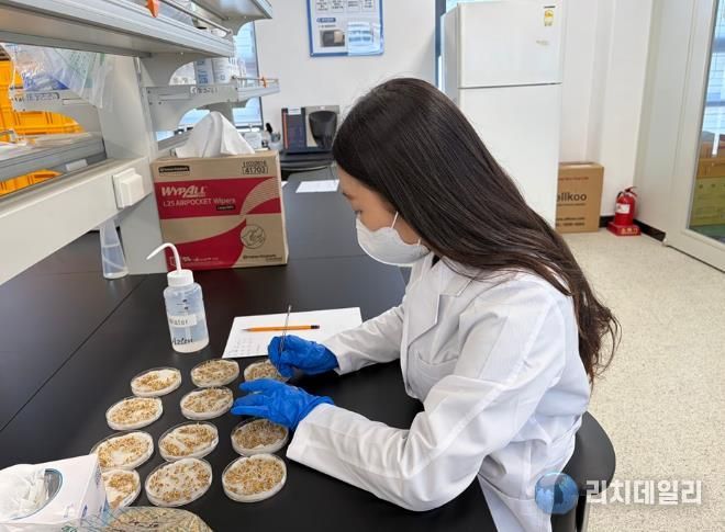 신안군농업기술센터 자가채종 종자 발아율 검사하고 있다.