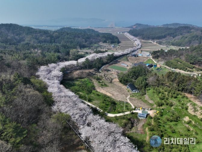 고흥만 벚꽃길, 아는 사람만 찾는 숨은 봄 명소