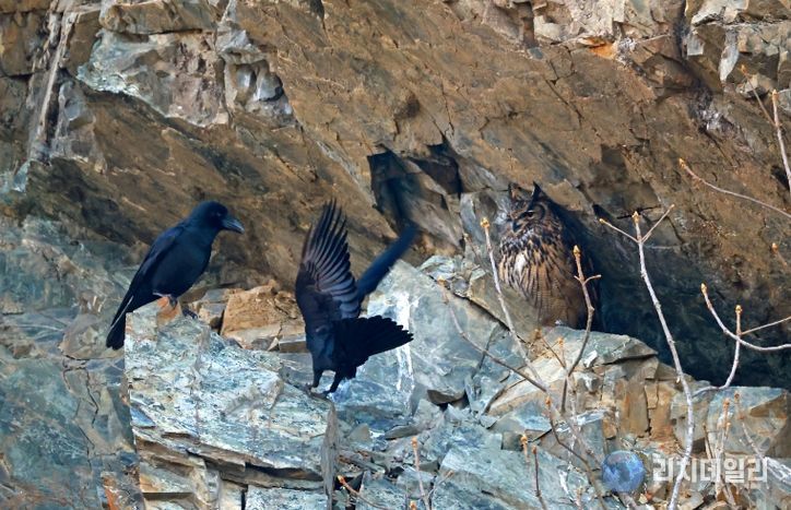 울주군 절개지 암벽서 수리부엉이 4형제 포착