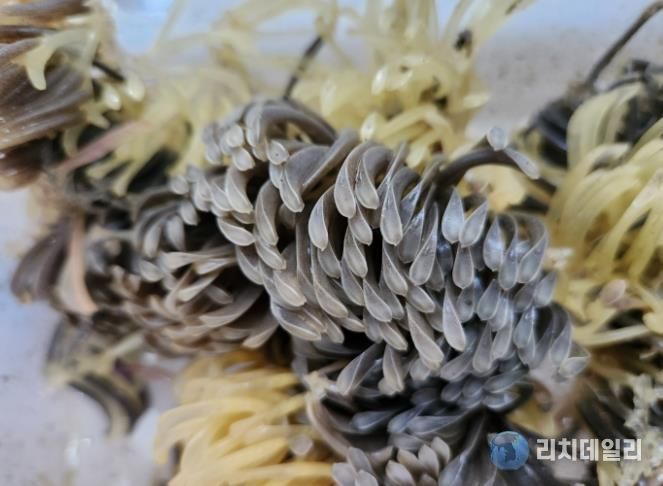 피뿔고둥 사진-피뿔고둥 알.