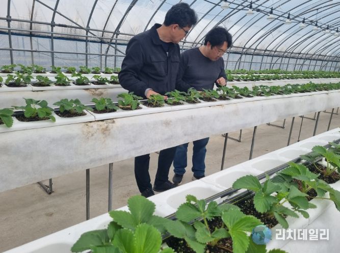 딸기육묘장에서 어미묘에 대해 설명하고 있다.