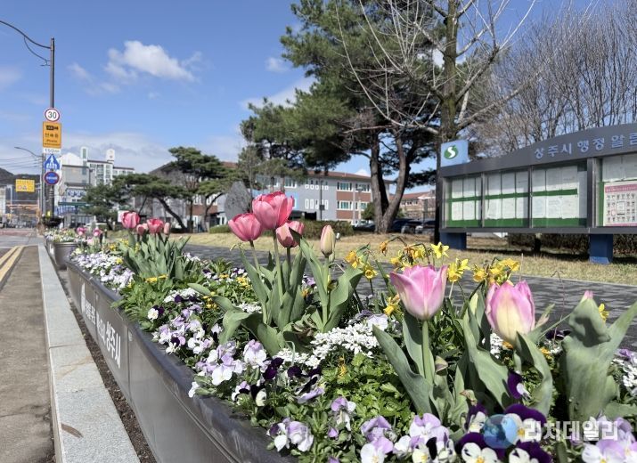 봄맞이 화분 꽃 식재