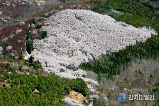 영취산 벚꽃 군락지 전경