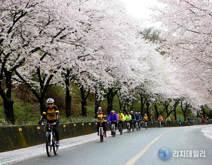 숙박세일 페스타- 구례300리 벚꽃축제