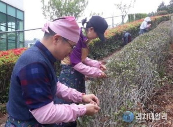 2025년 기장 차(茶) 문화학교에서 수강생이 직접 찻잎을 수확하는 모습