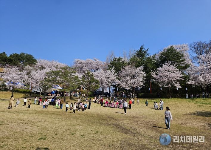 강릉 남산 벚꽃 축제 4월 3일 개막