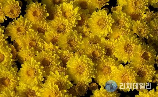 국산 화단국 ‘옐로빈’ 보급 확대