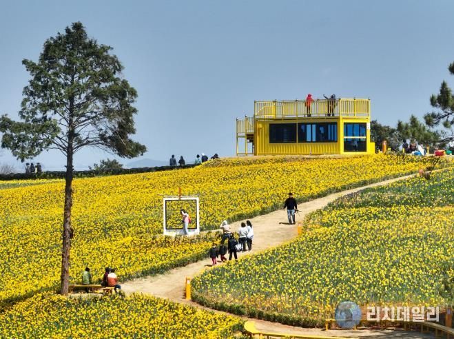 종자·종묘 생산기반 구축 사진-신안 선도 수선화 축제(신안군 제공).