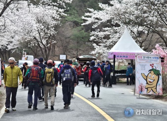 지난해 보곡산골 산벚꽃축제 건강 걷기 투어