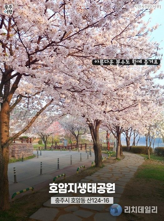 ‘충주 벚꽃 명소’ 홍보물