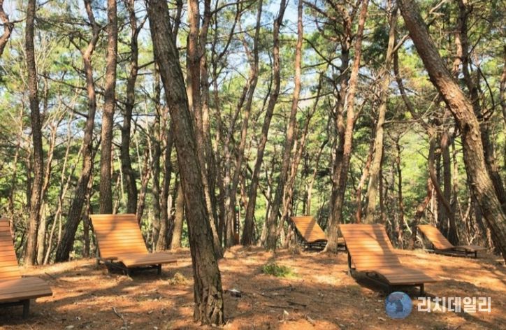 힐링을 위한 첫 걸음, 화담산 치유의 숲 조성(피톤치드 명상숲)