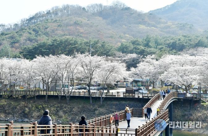 담양호·추월산 적신 분홍빛 봄물결