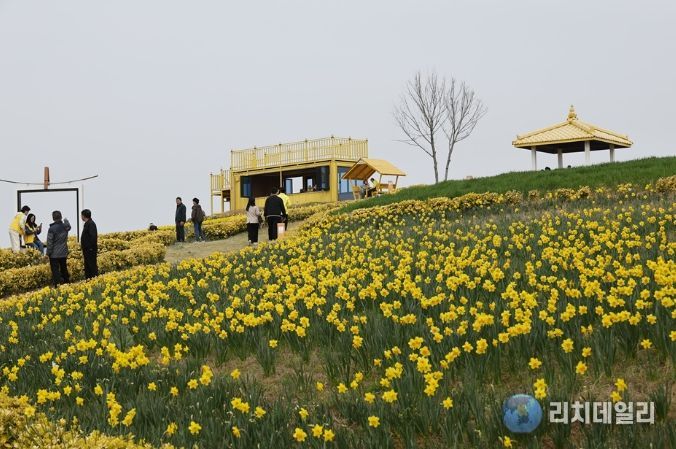신안 선도 ‘섬 수선화 축제’ 개