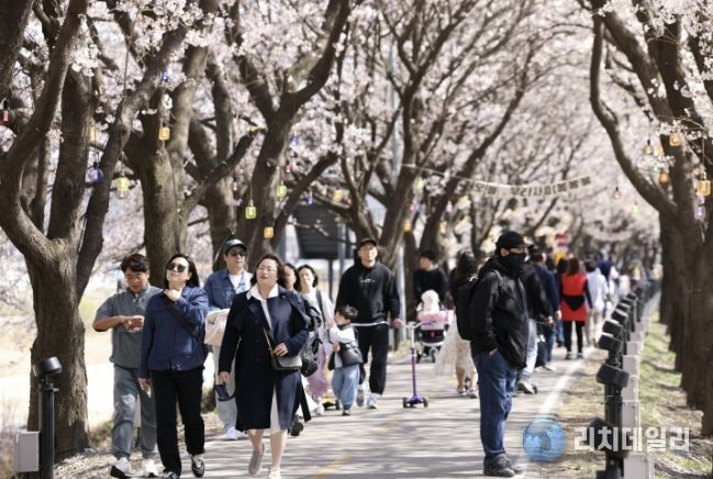 보은군, ‘보은 벚꽃길 축제’ 첫 주말 방문객 발길 이어져