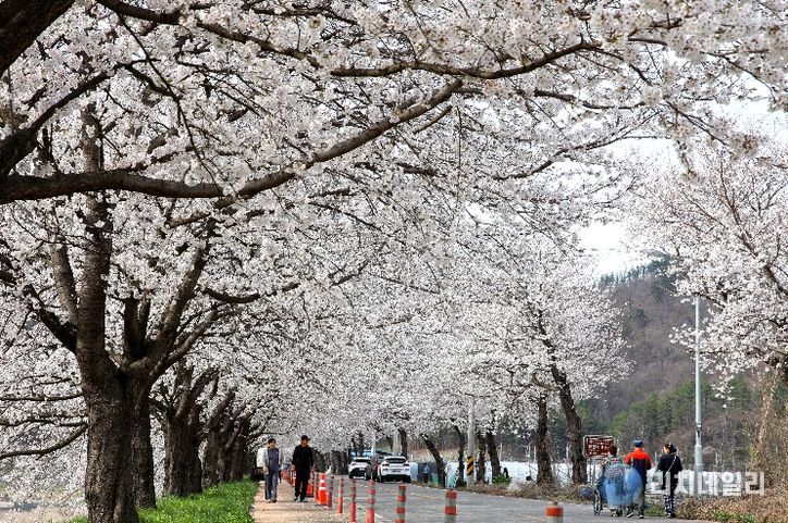 2024.04.06. 대차리 서면마을 벚꽃길