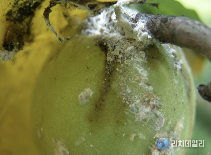 상주시농업기술센터, 4월 중순부터 배, 핵과류 '깍지벌레' 방제 시작