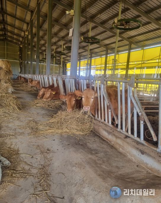 축산농가 사료구매 융자금 1천200억 지원