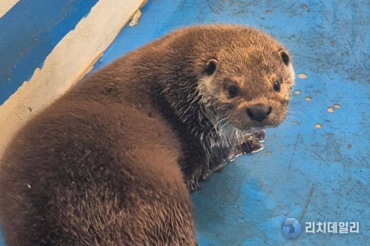 우치동물원 수달입식