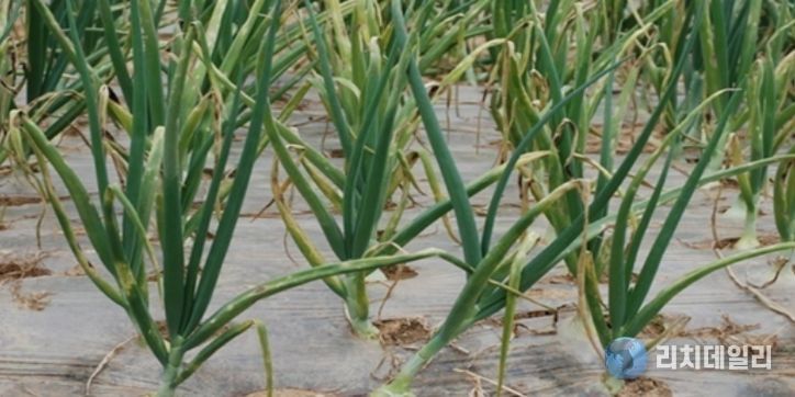 영광군, 양파 노균병 확산 예방 총력 대응