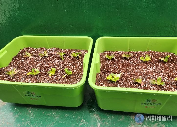 동작구 분양 ‘상자텃밭’