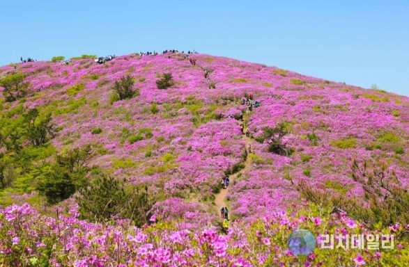 보성군, 5월 2일 ~ 4일 제22회 일림산 철쭉문화행사 개최_전국 최대 규모 철쭉 군락이 장관을 이룰 예정이다